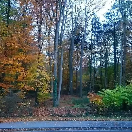 Blaetterwald Hohwacht